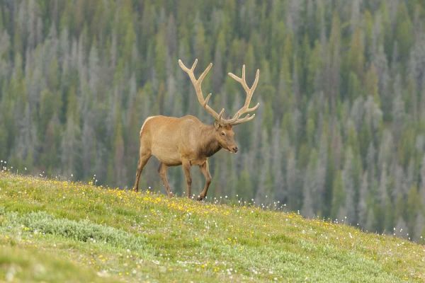 Colorado, Rocky Mts Bull elk in velvet walking